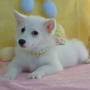 American Eskimo Dog Puppy Lillian
