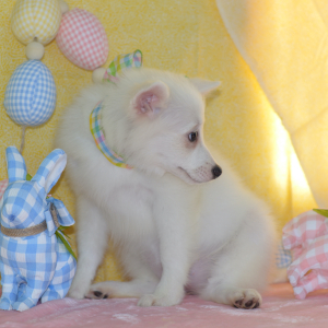 American Eskimo Dog Puppy Lillian