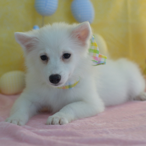American Eskimo Dog Puppy Lillian