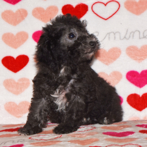 Poodle Puppy Dixie