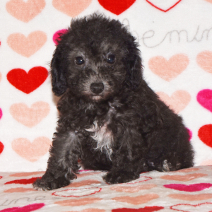 Poodle Puppy Dixie
