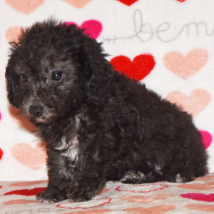 Poodle Puppy Dixie