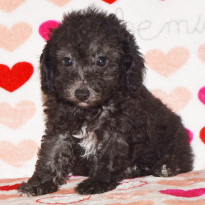 Poodle Puppy Dixie