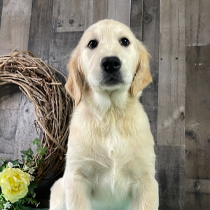 Golden Retriever Puppy Retha