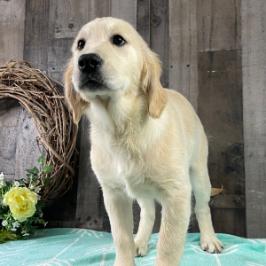 Golden Retriever Puppy Retha