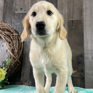 Golden Retriever Puppy Retha