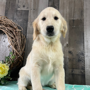 Golden Retriever Puppy Retha