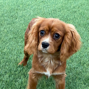 Cavalier King Charles Spaniel Puppy Rhett