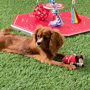 Cavalier King Charles Spaniel Puppy Rhett