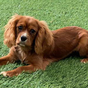 Cavalier King Charles Spaniel Puppy Rhett