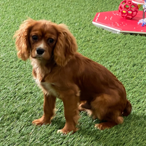Cavalier King Charles Spaniel Puppy Rhett