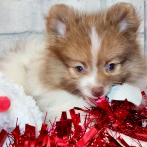 Pomeranian Puppy Laser