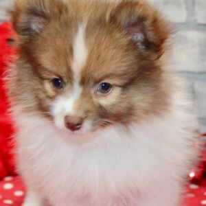 Pomeranian Puppy Laser