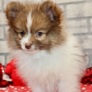 Pomeranian Puppy Laser