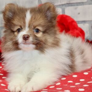 Pomeranian Puppy Laser