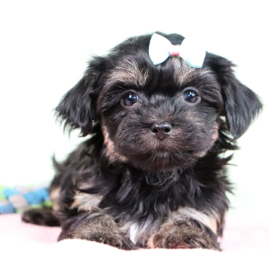 Havanese Puppy Karla