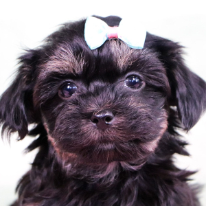 Havanese Puppy Karla