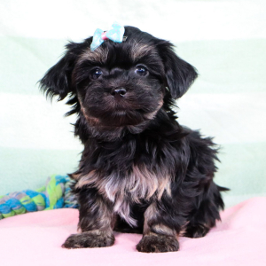 Havanese Puppy Karla
