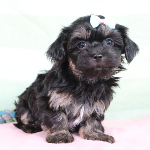 Havanese Puppy Karla