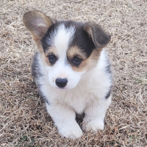 Pembroke Welsh Corgi Puppy Pearl