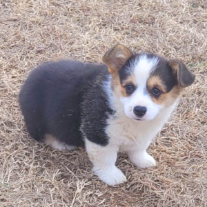 Pembroke Welsh Corgi Puppy Pearl