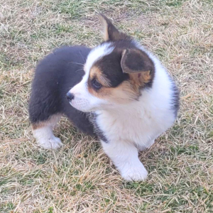 Pembroke Welsh Corgi Puppy Pearl