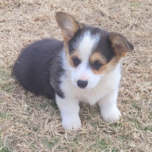 Pembroke Welsh Corgi Puppy Pearl
