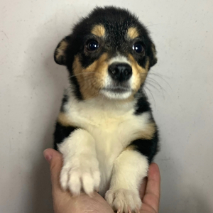 Pembroke Welsh Corgi Puppy Shilo