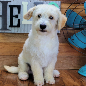 Schnoodle Puppy Milo