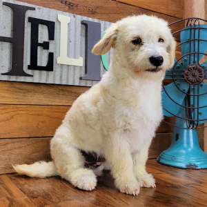 Schnoodle Puppy Milo