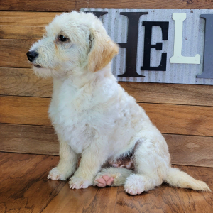 Schnoodle Puppy Milo