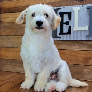 Schnoodle Puppy Milo