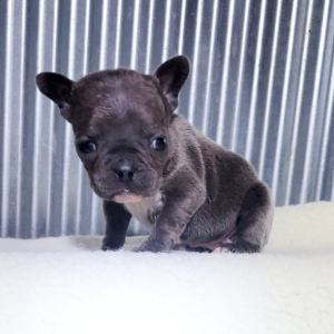 French Bulldog Puppy Janet