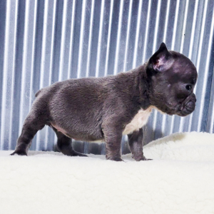 French Bulldog Puppy Janet