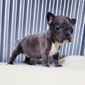 French Bulldog Puppy Janet