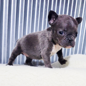 French Bulldog Puppy Janet