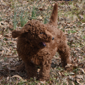 Poodle Puppy Reuben