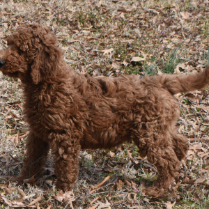 Poodle Puppy Reuben