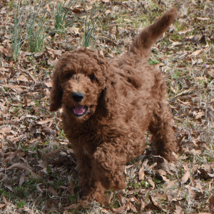 Poodle Puppy Reuben