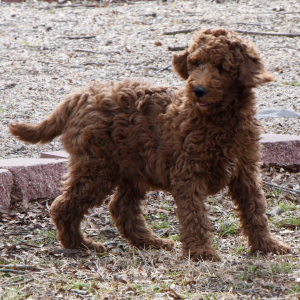 Poodle Puppy Reuben