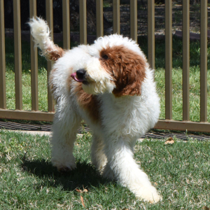 Poodle Puppy Teaser