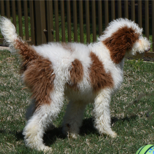 Poodle Puppy Teaser