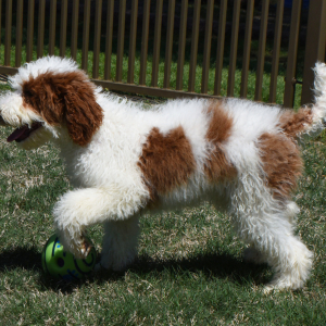 Poodle Puppy Teaser
