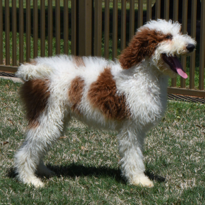 Poodle Puppy Teaser