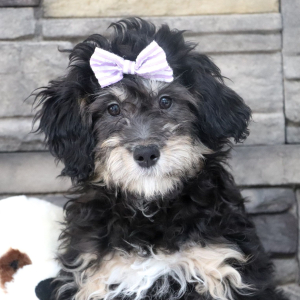 Bernedoodle Puppy Pearl