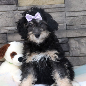 Bernedoodle Puppy Pearl