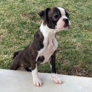 Boston Terrier Puppy Angelica