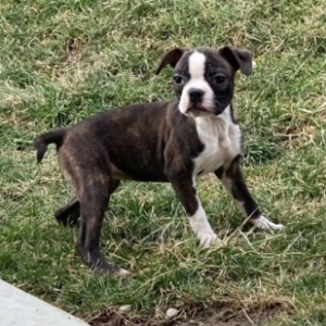 Boston Terrier Puppy Angelica