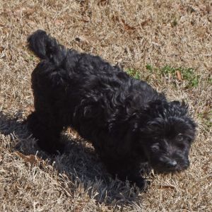 Goldendoodle Puppy Gabriel