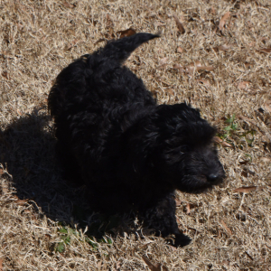 Goldendoodle Puppy Gabriel